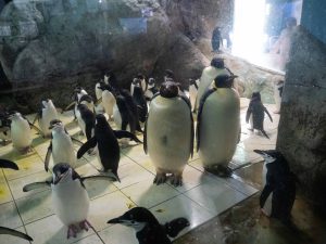 皇帝ペンギン　250612 (1 - 1)